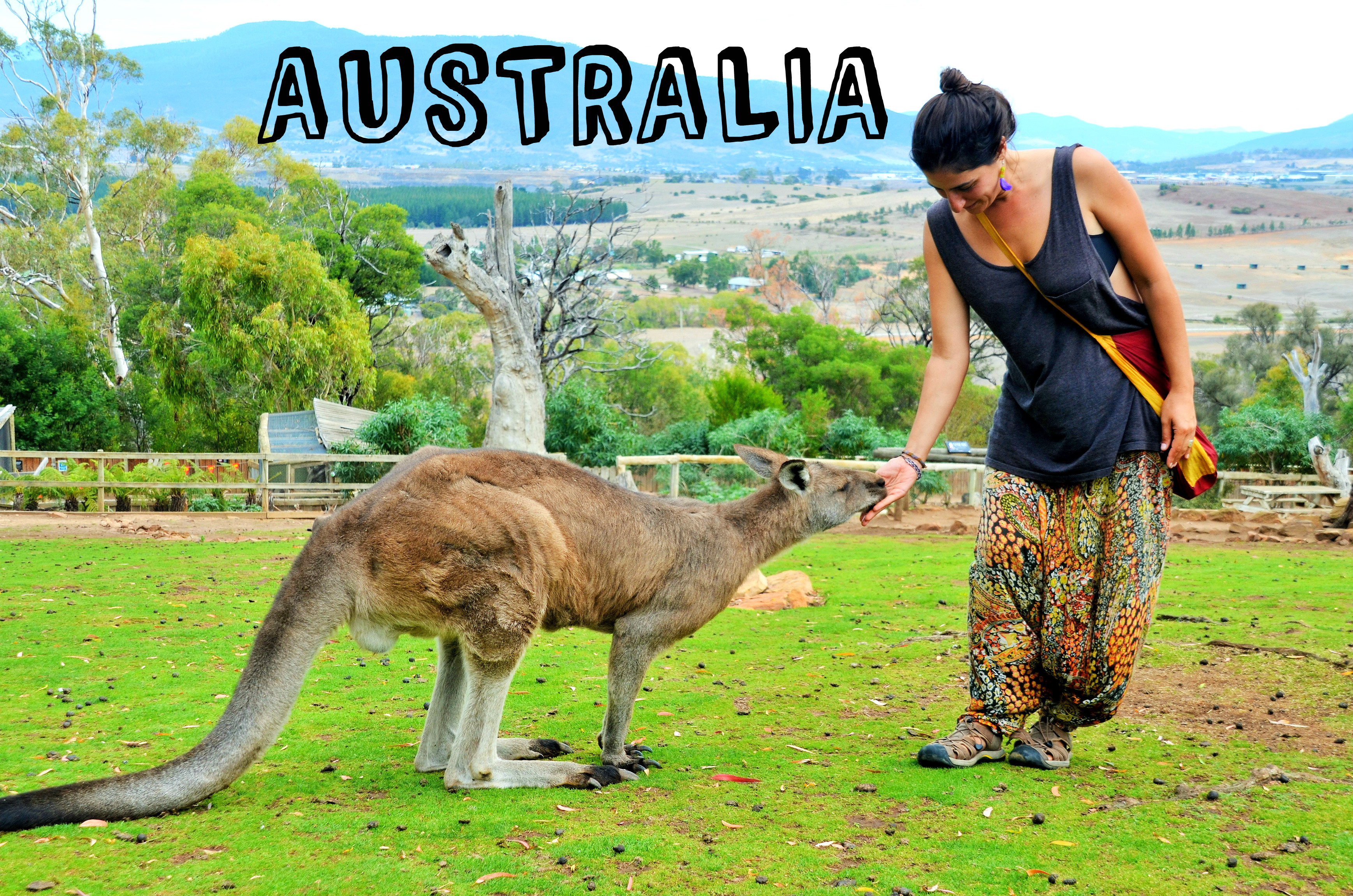 Kanguros Australia Tasmania